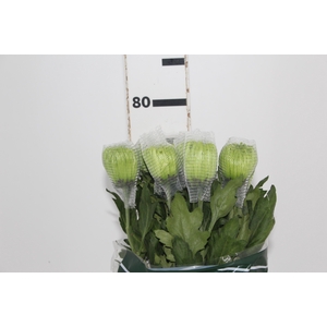 ANASTASIA DARK GREEN 080 CM VERDE