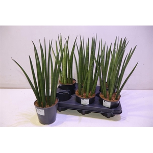 arr8 Sansev Cylindrica Ov