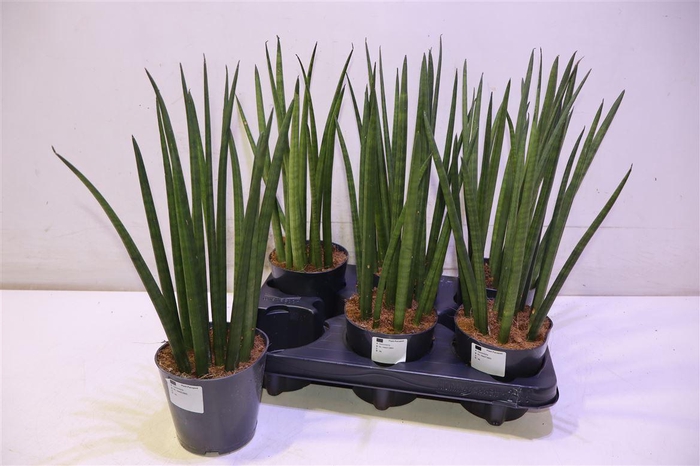 <h4>arr8 Sansev Cylindrica Ov</h4>