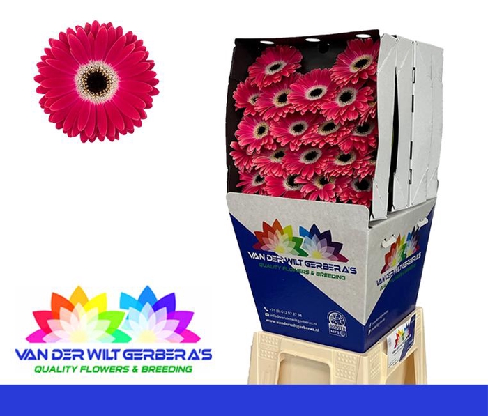 <h4>Germini Dante Diamond</h4>