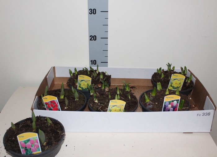 <h4>BOLBLOEMEN GEM</h4>