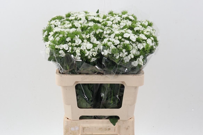 <h4>Di Barb White</h4>