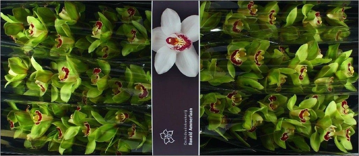 <h4>CYMB T MACHTELD</h4>