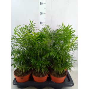 Chamaedorea elegans