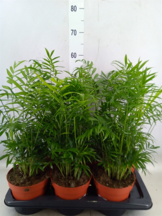 <h4>Chamaedorea elegans</h4>