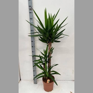 YUCCA