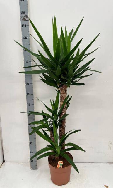 <h4>YUCCA</h4>