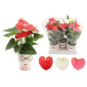 Anthurium 12 cm 3 color mix in Steffie ceramics