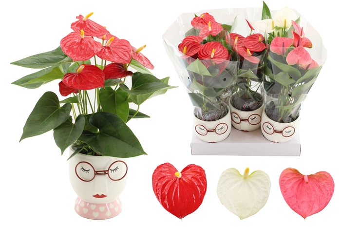 <h4>Anthurium 12 cm 3 color mix in Steffie ceramics</h4>