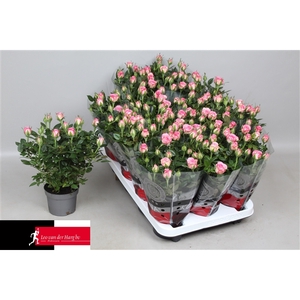 Rosa Kordana Carousel (Wit/Licht Roze)