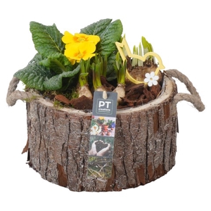 PTBM3176 Arrangementen Tuinplanten