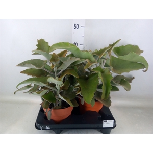 Kalanchoe NF beharensis