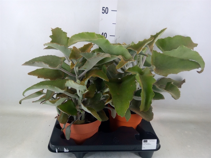 <h4>Kalanchoe NF beharensis</h4>