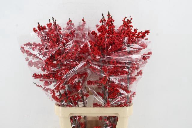 <h4>ILEX VE RODE BES 100CM</h4>