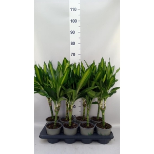 Dracaena frag. 'Cintho'