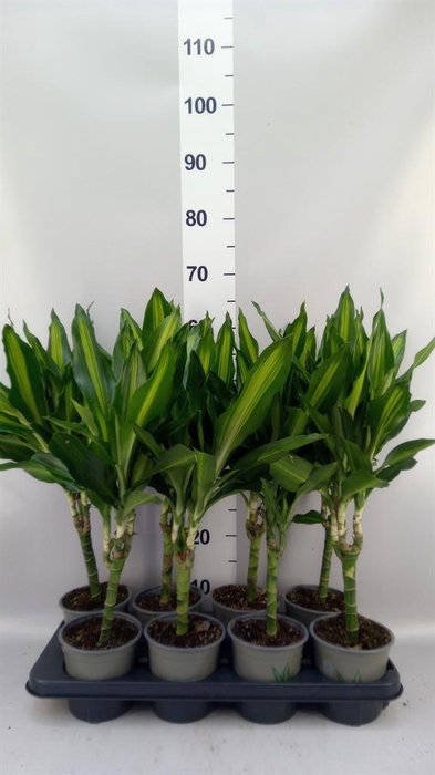 <h4>Dracaena frag. 'Cintho'</h4>