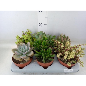 Succulents   ...