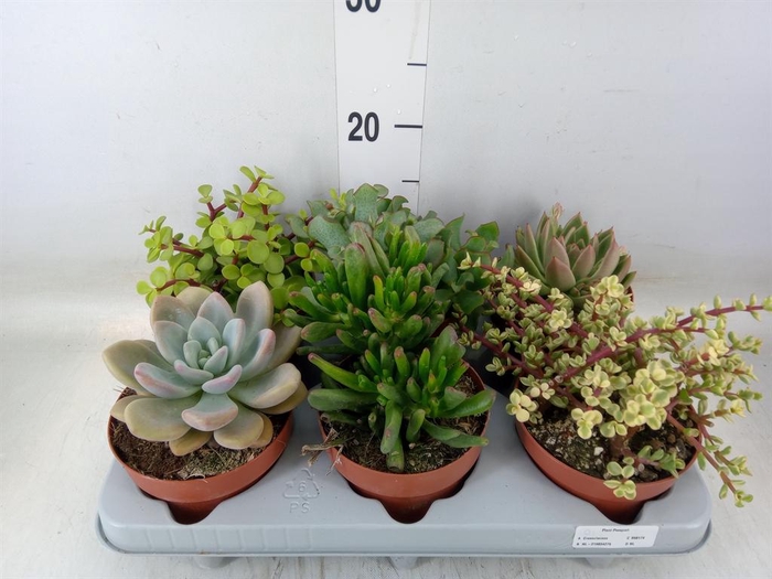 <h4>Succulents ...</h4>