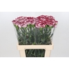 Dianthus St Bacarat