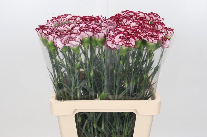 <h4>Dianthus St Bacarat*</h4>