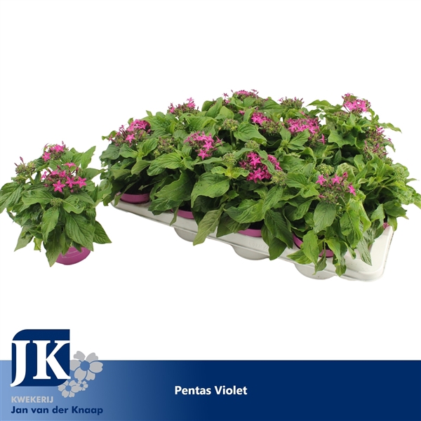 <h4>Pentas Lanceolata 'Graffiti Violet'</h4>