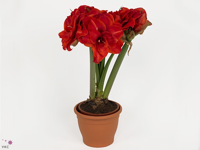 HIPP DG CHERRY NYMPH