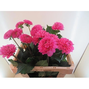 Dahl Ball Happy Hour