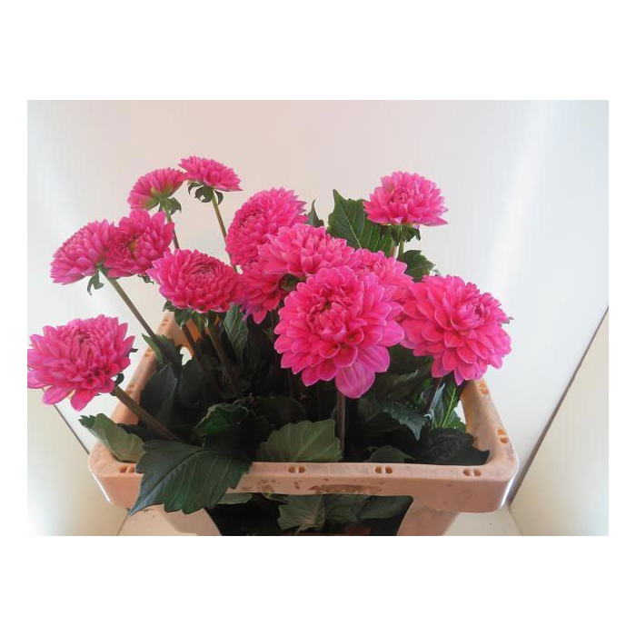 <h4>Dahl Ball Happy Hour</h4>