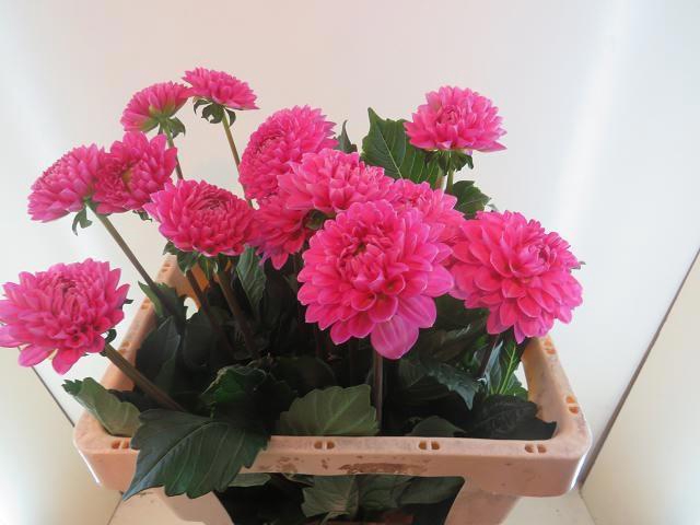 <h4>DAHL BALL HAPPY HOUR</h4>