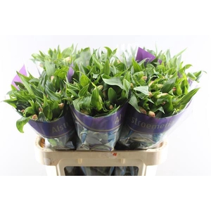 Alstr True Dream (pink/wit)