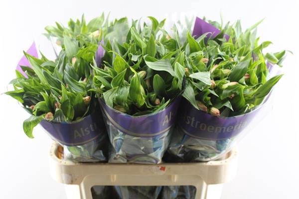 <h4>Alstr True Dream (pink/wit)</h4>