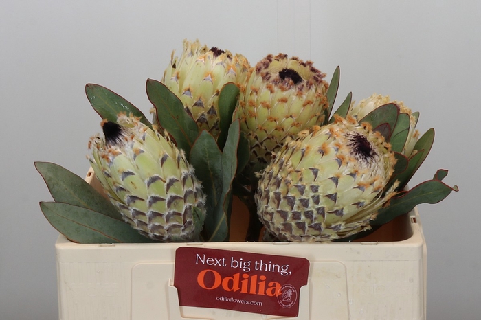 Protea Barbigera Ice Queen Air