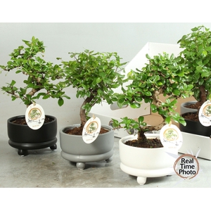 BONSAI GEM