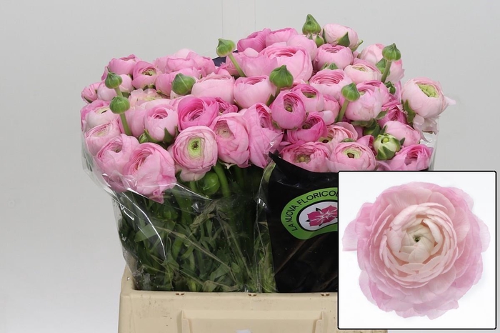 <h4>RAN EL PINK</h4>