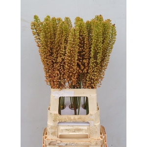 EREMURUS EMMY RO