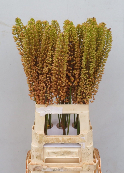 <h4>EREMURUS EMMY RO</h4>
