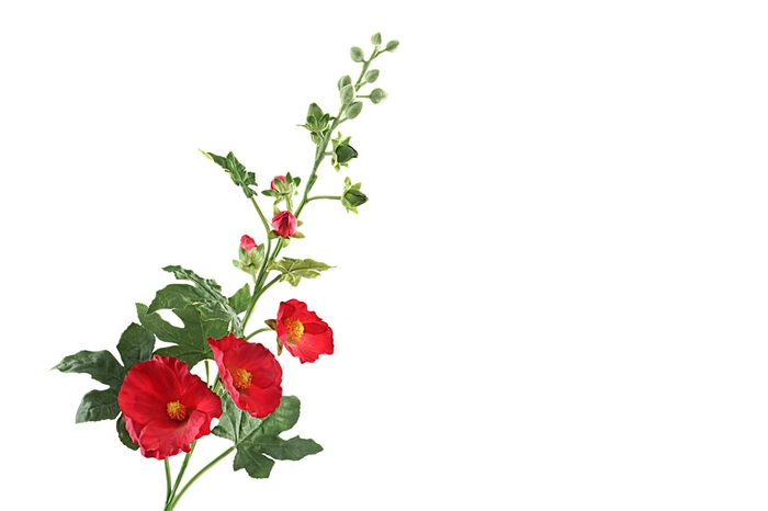 <h4>Alcea Large Red</h4>