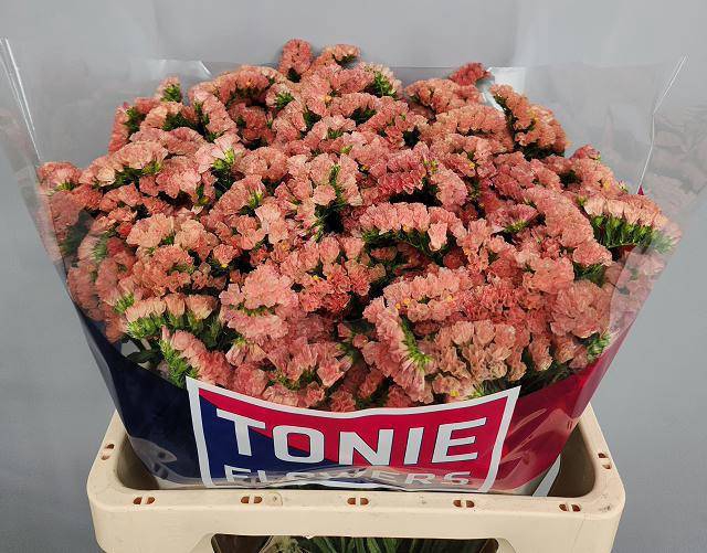 <h4>LIM S ROYAL ORANGE</h4>