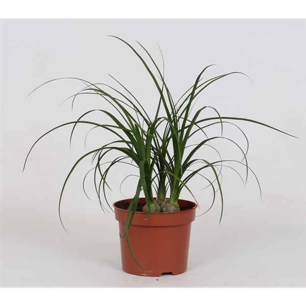 <h4>Beaucarne recurvata 'Nolina'</h4>