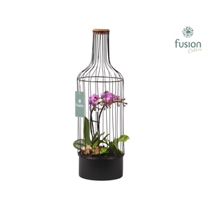Metaal fles zwart Large met Phalaenopsis Arrangement