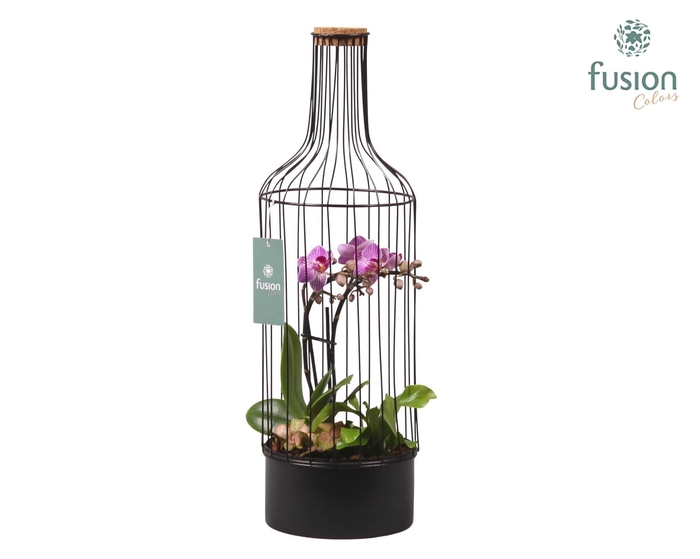 <h4>Metaal fles zwart Large met Phalaenopsis Arrangement</h4>