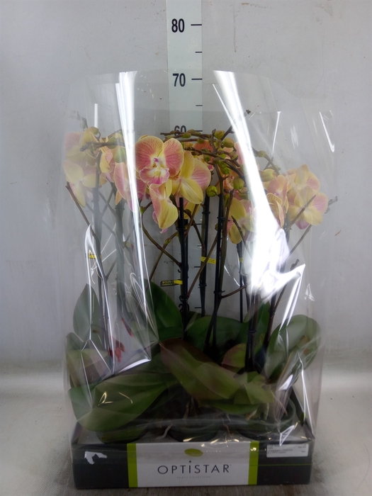 <h4>Phalaenopsis   ...orange</h4>