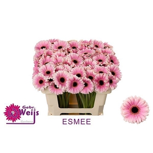 GE MI ESMEE