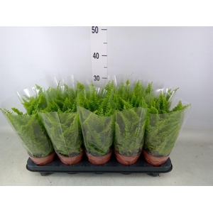 Nephrolepis exal. 'Vitale'