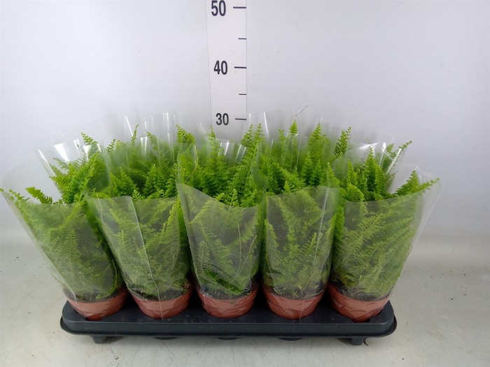 <h4>Nephrolepis exal. 'Vitale'</h4>