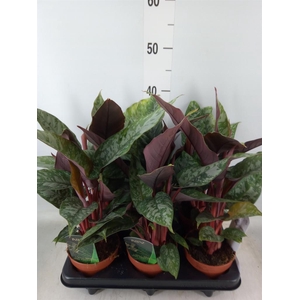 Apoballis acuminatissima