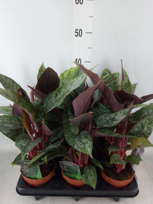 <h4>Apoballis acuminatissima</h4>