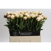 Paeonia Odile