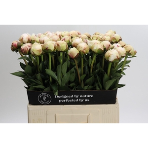 Paeonia Odile