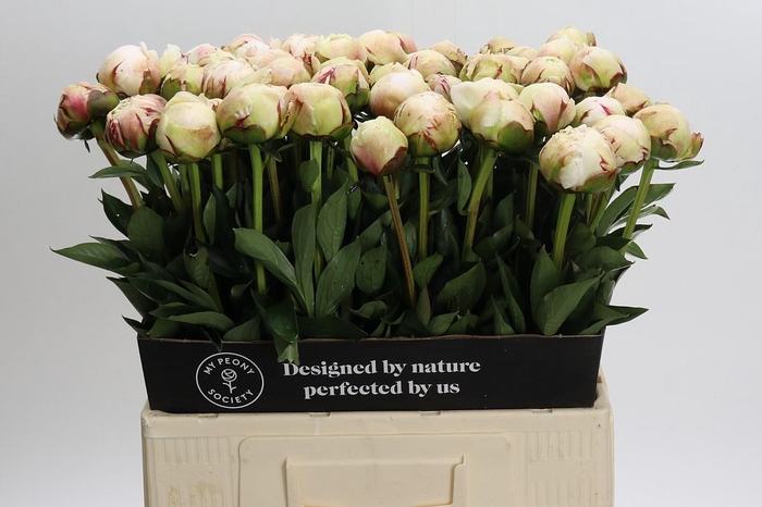 <h4>Paeonia Odile</h4>